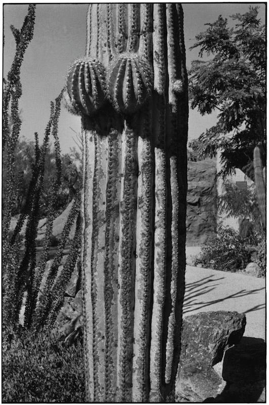 Arizona